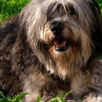 Polish Lowland Sheepdog.