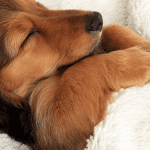 do dogs dream? Dog sleeping