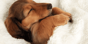 do dogs dream? Dog sleeping