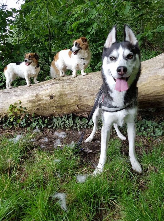 5 Independent Dog Breeds. Holidays4Dogs Home Boarding for Dogs