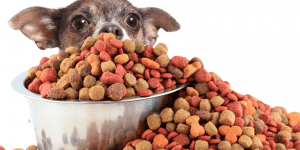 the best diet for my dog