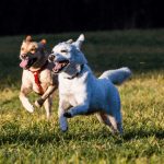 two dogs running
