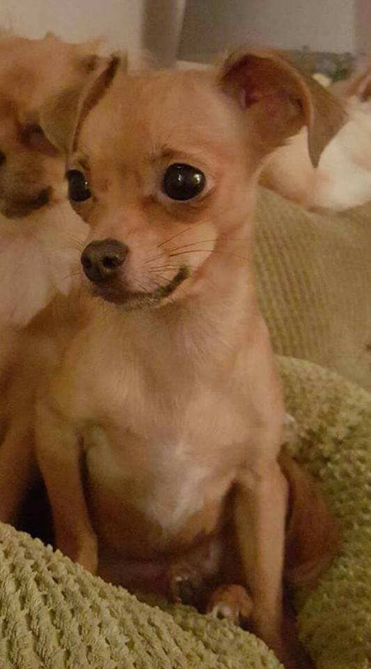 Hypoglycemia In Small Breeds Of Dog Holidays4dogs Home Boarding For Dogs