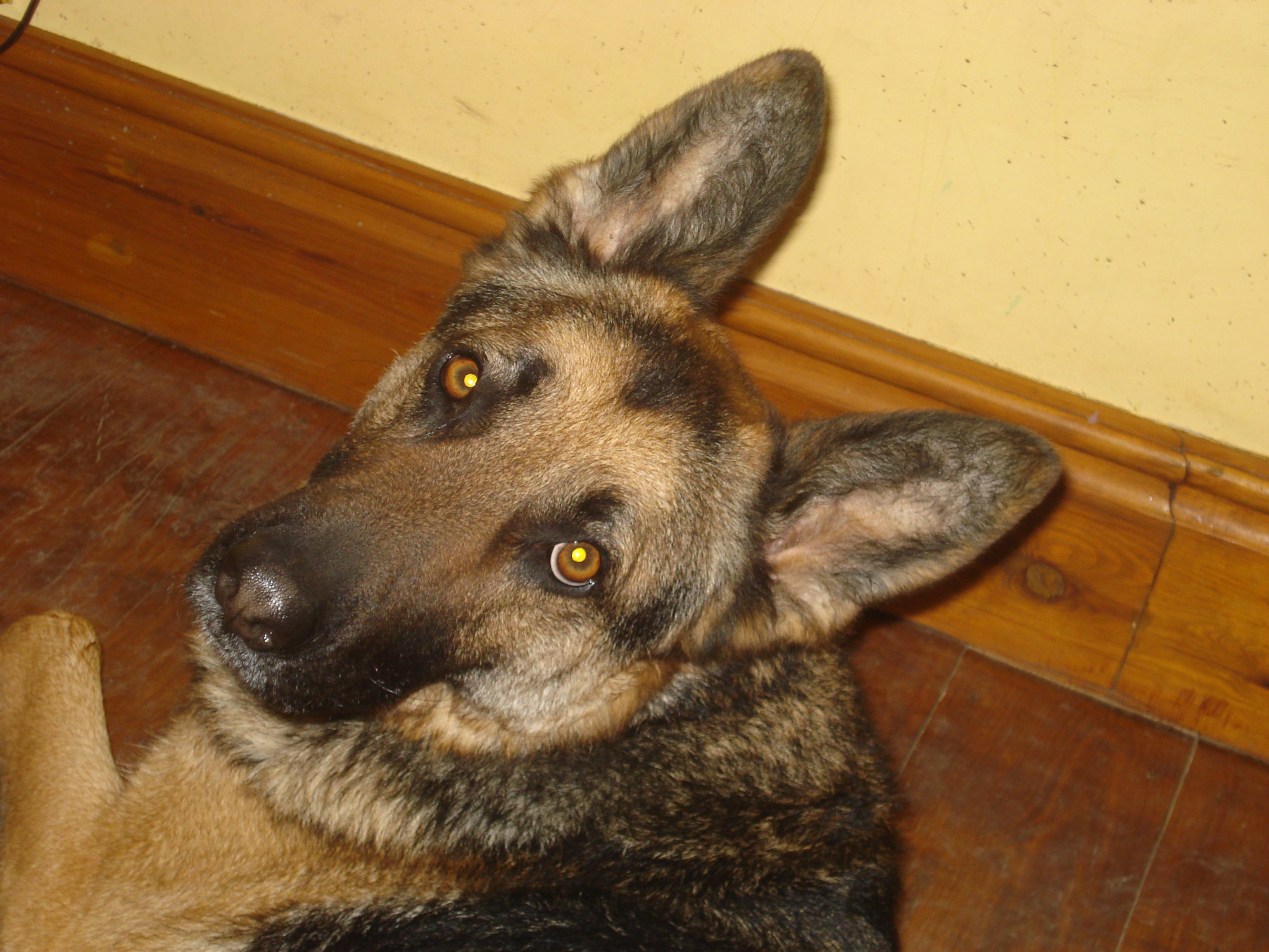 What Is Amsr And What Are The Benefits For Pet Dogs Holidays4dogs Home Boarding For Dogs