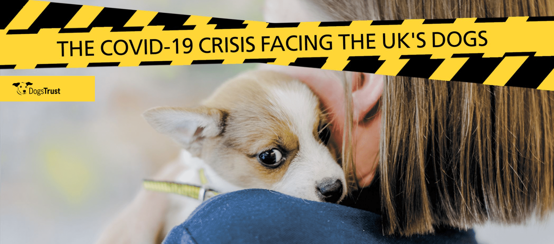 Covid and the dog welfare crisis UK Holidays4Dogs Home Boarding for