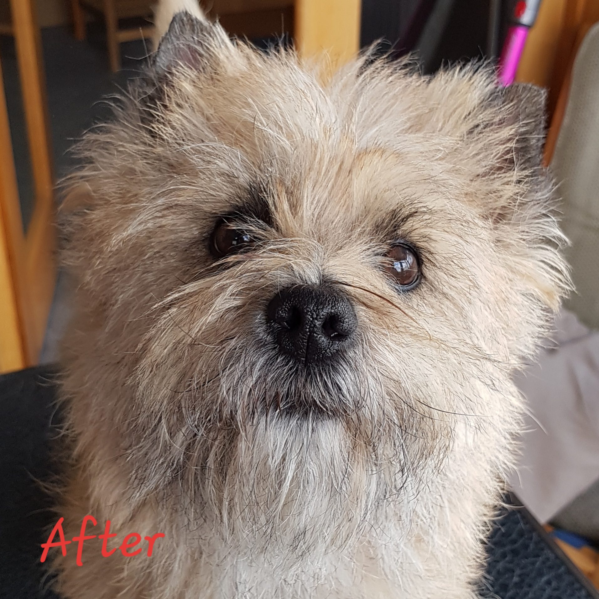 Cairn terrier crufts cheap