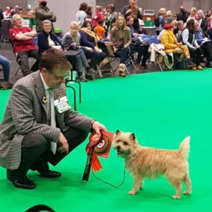 Brilliant Brandii the 4.5 year old much loved pet - Crufts 2022 winner Good Citizen Class and Very Highly Commended in (5th) in her Open Class.
