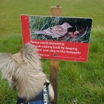 Responsible Dog Walking During Bird Nesting Season.