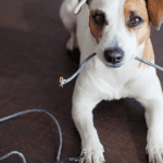 what to do if your dog receives an electric shock