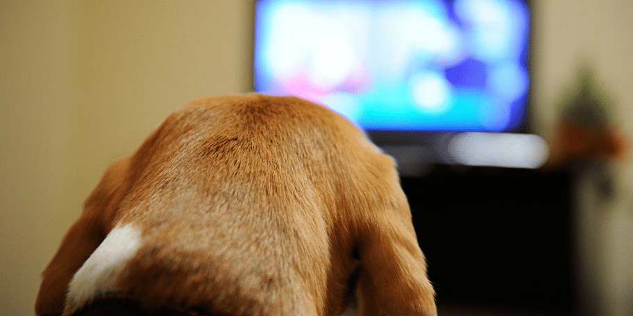Spectrum shop dog tv