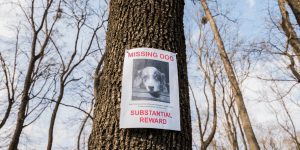 Dog missing sign