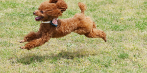 jogging with small dogs