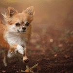 chihuahua running