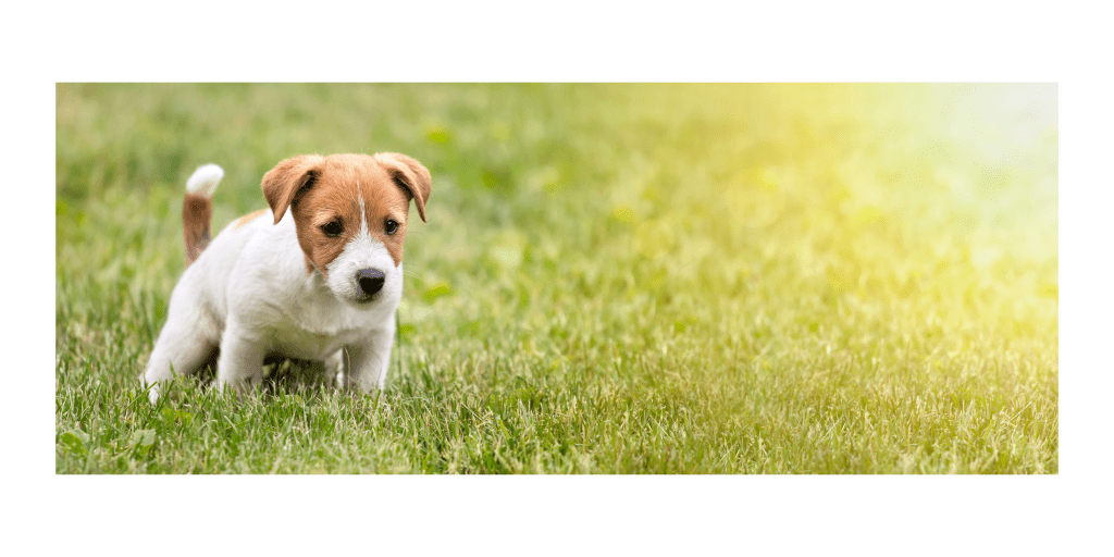 Why Is My Dog Dragging His Bottom? Holidays4Dogs Home Boarding for Dogs