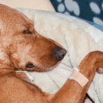 cushing's disease in dogs can dogs be blood donors