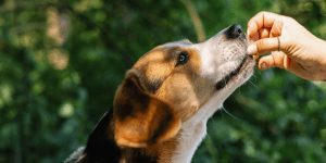 impulse control in dogs
