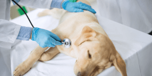 dog laying down at vet