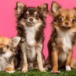 chihuaha puppies