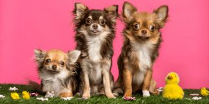 chihuaha puppies