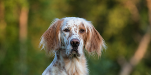 Working English Setters in the UK.