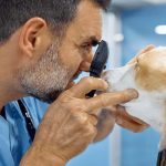 eye discharge in dogs