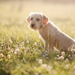 dog sun lotion