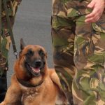 sniffer dogs and the illegal wildlife trade