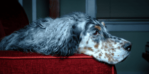 ASMR autonomous meridian response and dogs