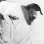 Flat-Faced (Brachycephalic) Dog Breeds.
