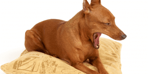 why does my dog yawn