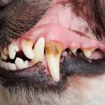 cleaning your dog's teeth