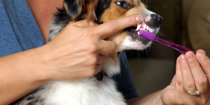 common canine health conditions