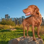 canine urban agility