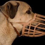 When and How to Use a Dog Muzzle: A Guide to Keeping Your Pet Safe and Happy