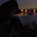can dogs see in the dark?