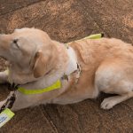 Guide Dogs – 5 Myths You May Not Know.