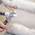 Cutting Your Dog’s Nails (Without The Drama!).