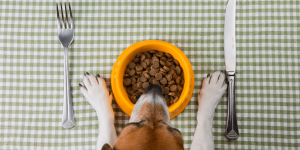 the best diet for my dog