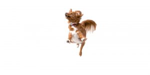 can all dog be trained