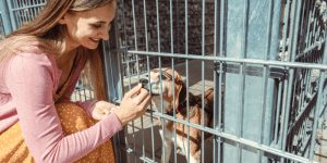 re-homing your dog