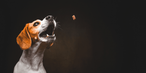 healthy dog treats