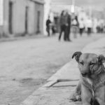 stray dogs in the UK