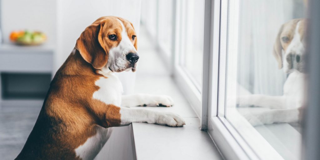 exercising your dog indoors should I get a dog if I work full time