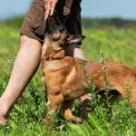 success in dog training