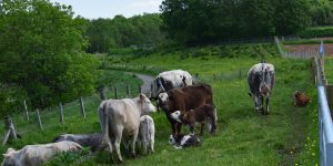 neospora caninum and risks to cattle