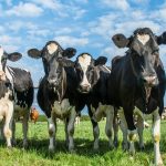 neospora caninum and risks to cattle