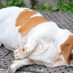 leaky gut syndrome in dogs