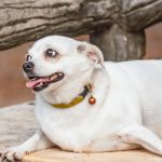 understanding canine diabetes