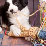 managing your dog's environment