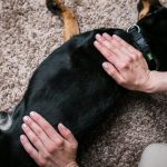 complementary therapy for dogs